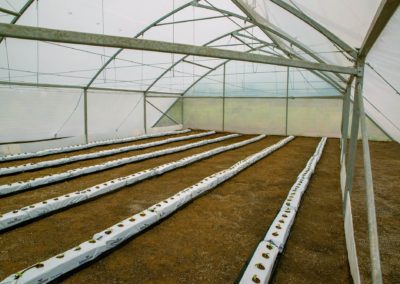 Greenhouse (10)