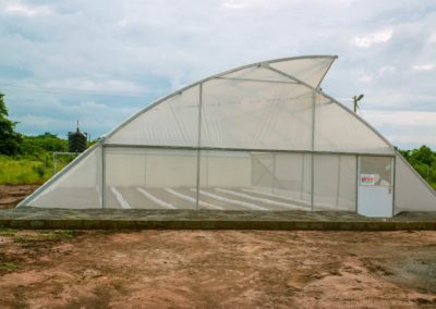Greenhouse (11)